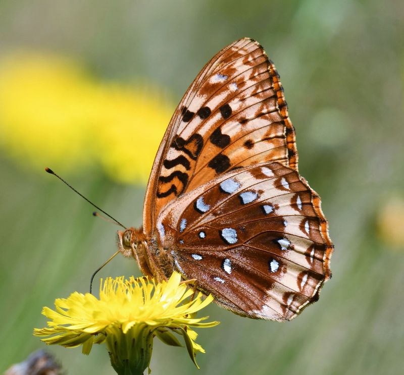 Great Spangled Fritillary: Speyeria cybele