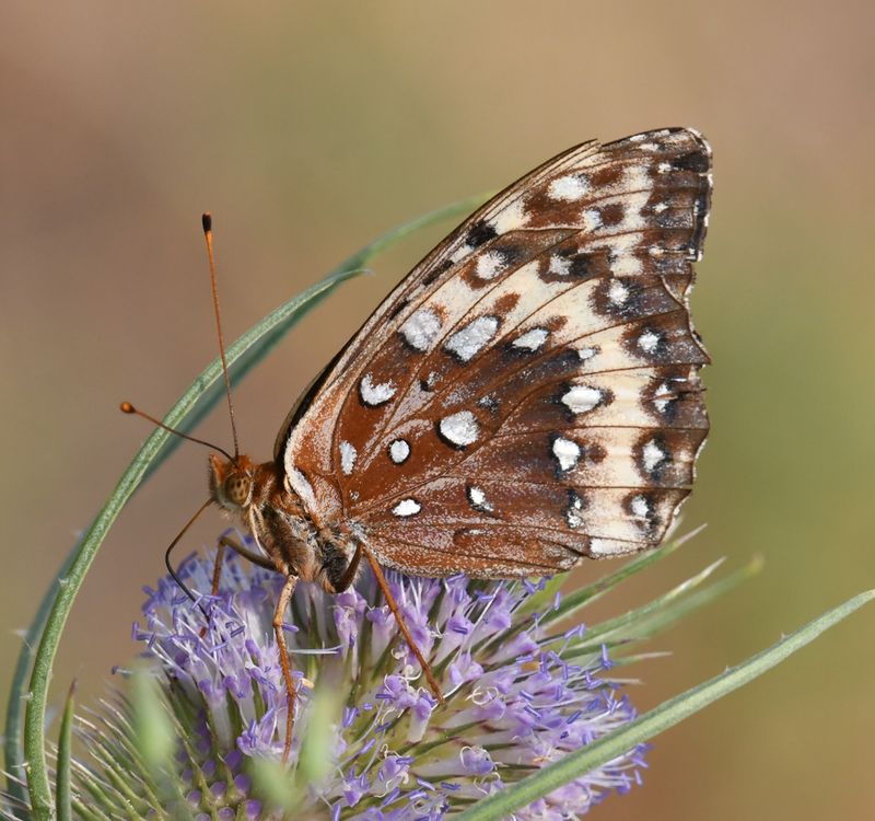 Great Spangled Fritillary: Speyeria cybele