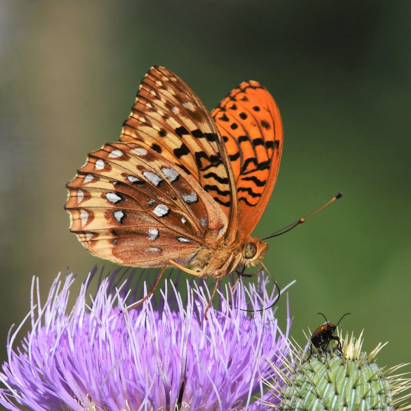 Great Spangled Fritillary: Speyeria cybele