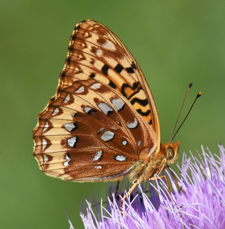 Great Spangled Fritillary: Speyeria cybele