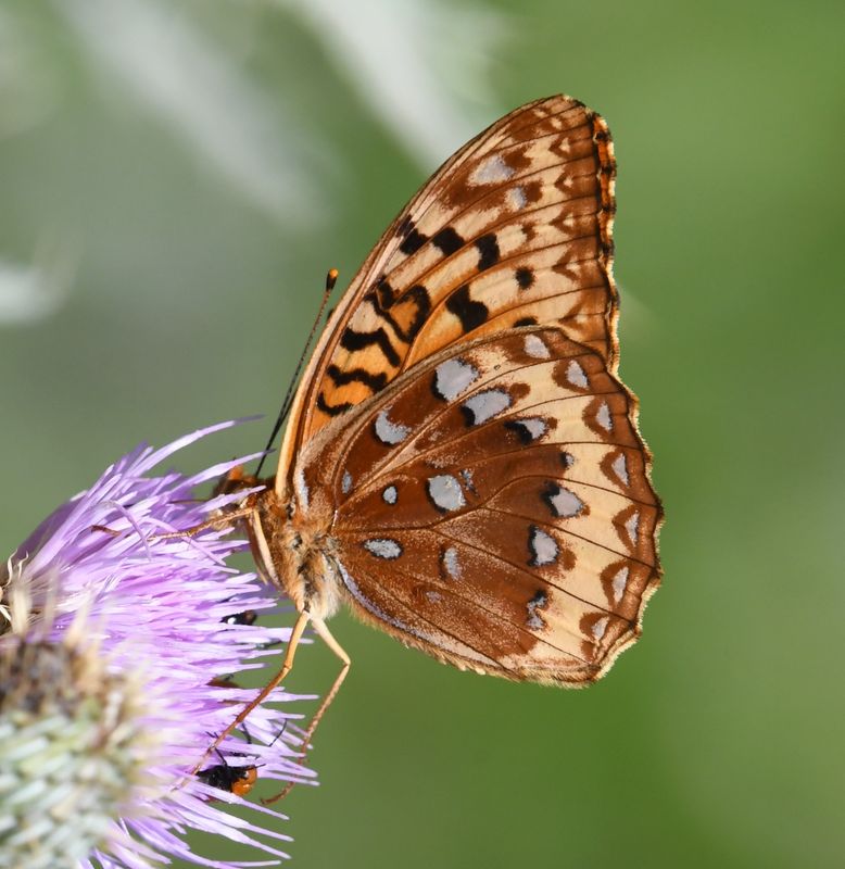 Great Spangled Fritillary: Speyeria cybele
