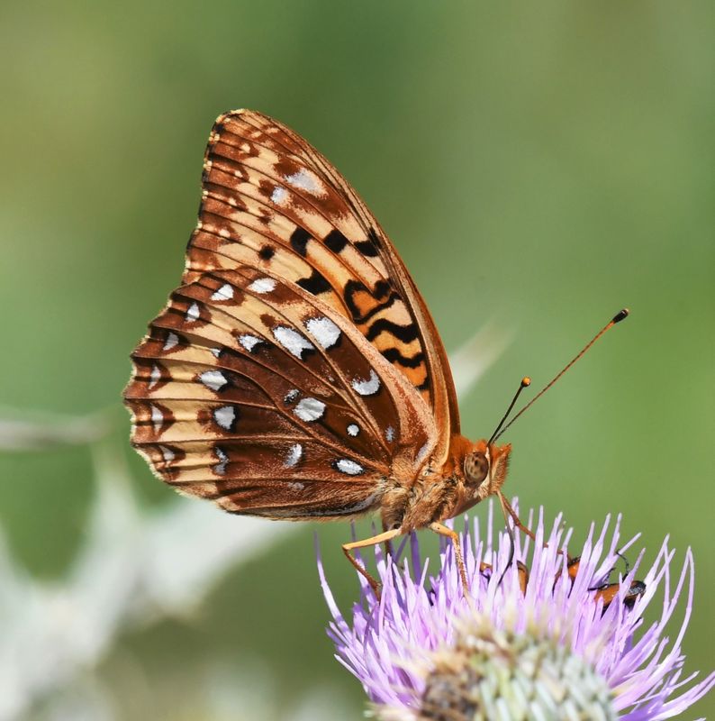 Great Spangled Fritillary: Speyeria cybele