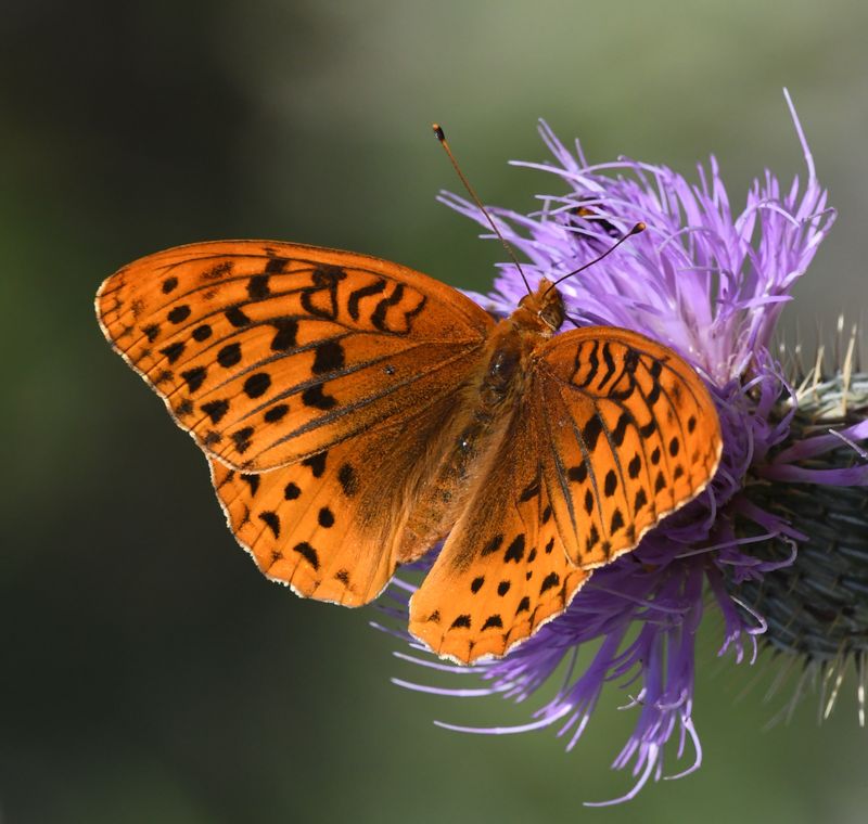 Great Spangled Fritillary: Speyeria cybele