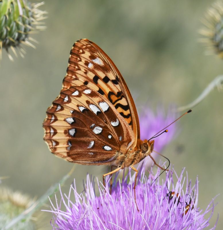 Great Spangled Fritillary: Speyeria cybele
