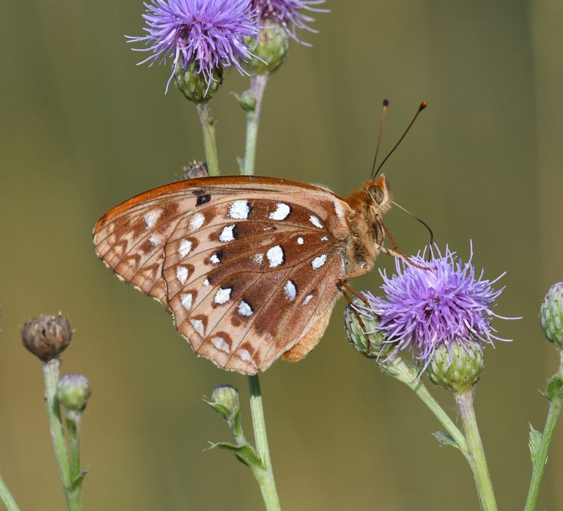 Great Spangled Fritillary: Speyeria cybele