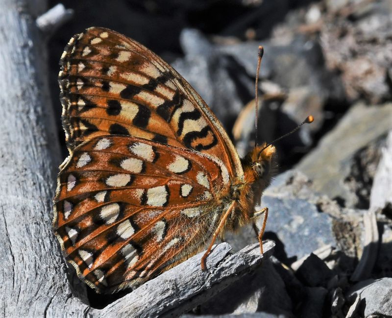 Hydaspe Fritillary: Speyeria hydaspe