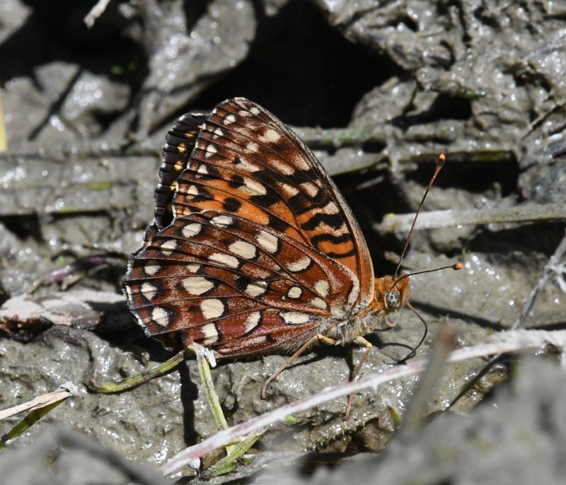 Hydaspe Fritillary: Speyeria hydaspe