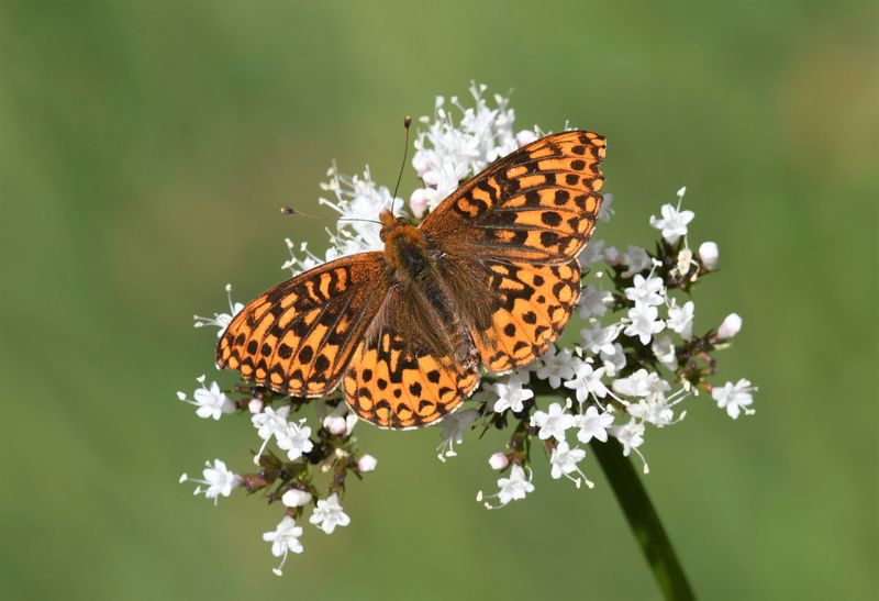 Hydaspe Fritillary: Speyeria hydaspe