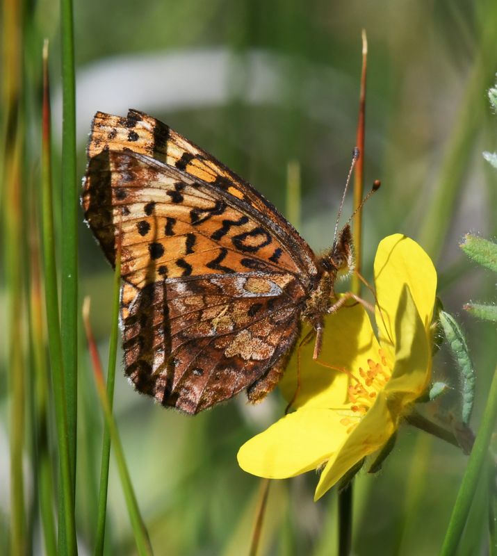 Meadow Fritillary: Boloria bellona