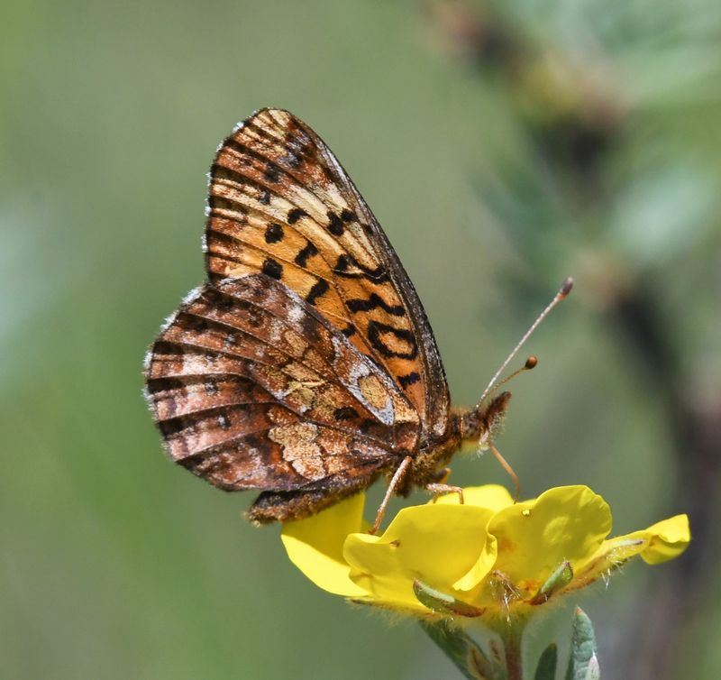 Meadow Fritillary: Boloria bellona
