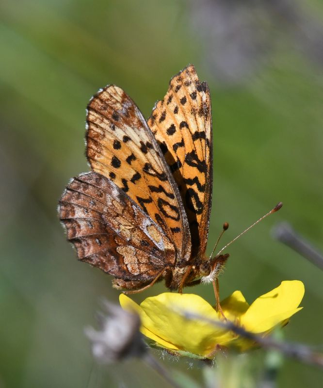 Meadow Fritillary: Boloria bellona