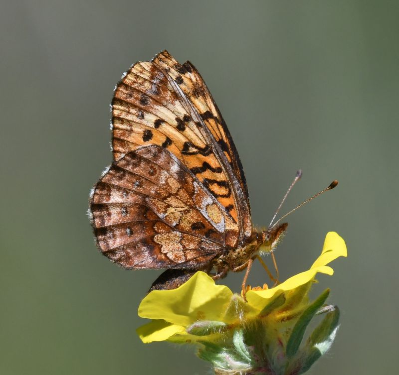 Meadow Fritillary: Boloria bellona