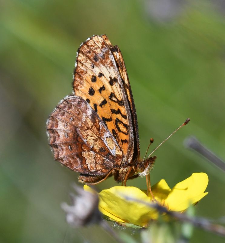 Meadow Fritillary: Boloria bellona