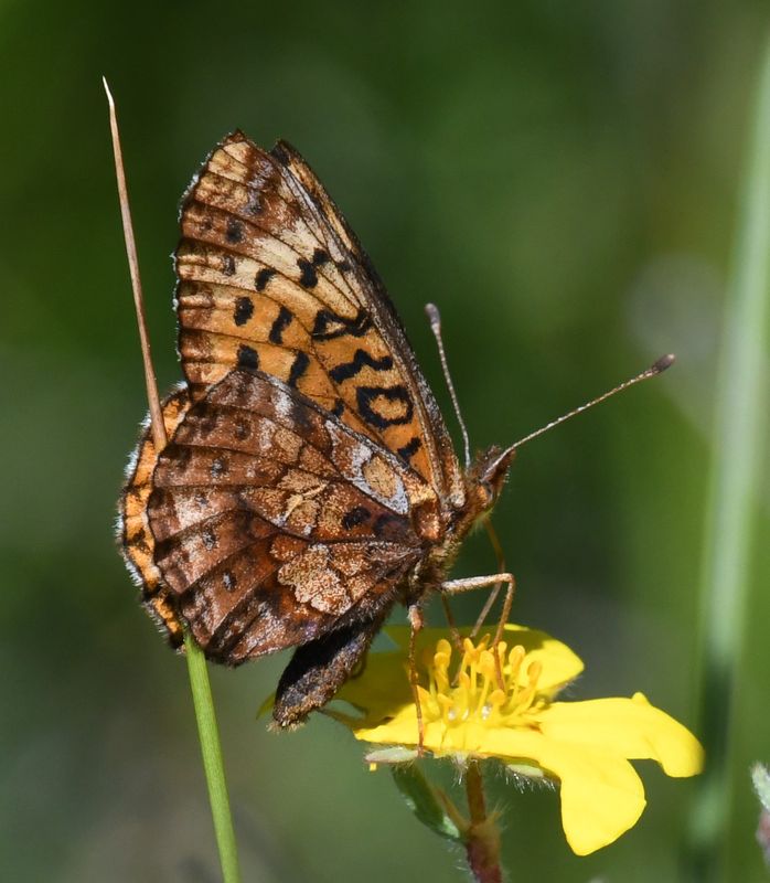 Meadow Fritillary: Boloria bellona