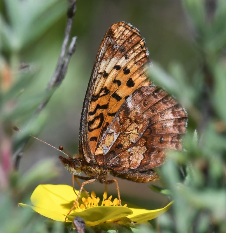 Meadow Fritillary: Boloria bellona