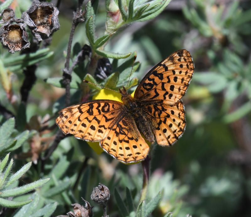 Fritillary, Meadow
