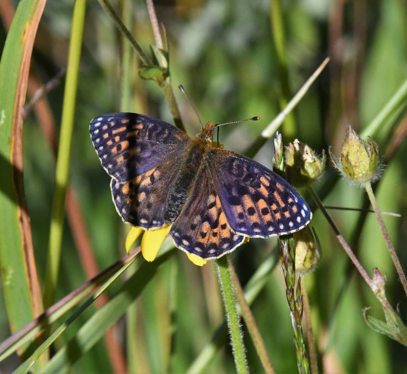 Mormon Fritillary: Speyeria mormonia