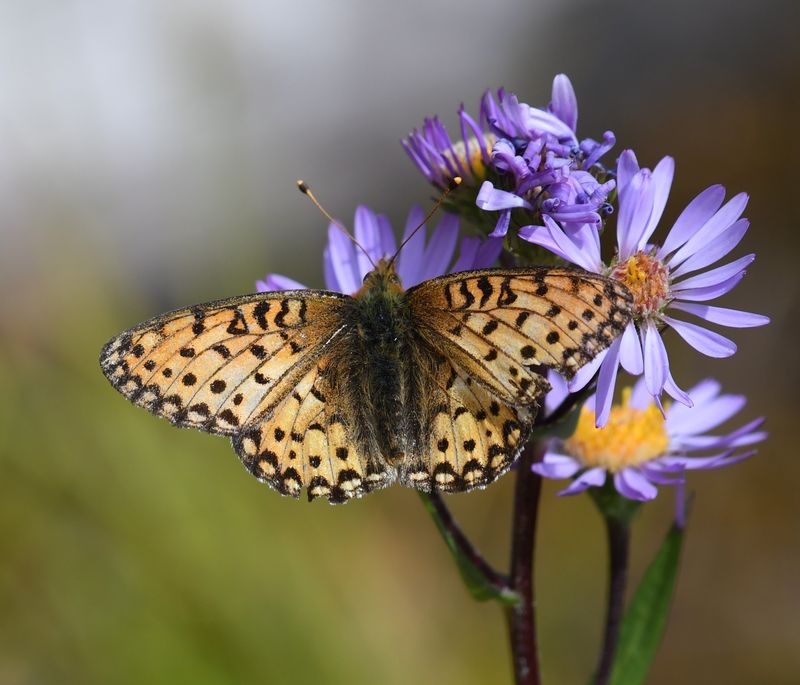 Mormon Fritillary: Speyeria mormonia
