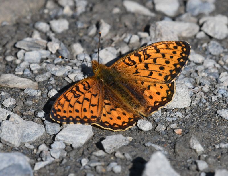 Mormon Fritillary: Speyeria mormonia