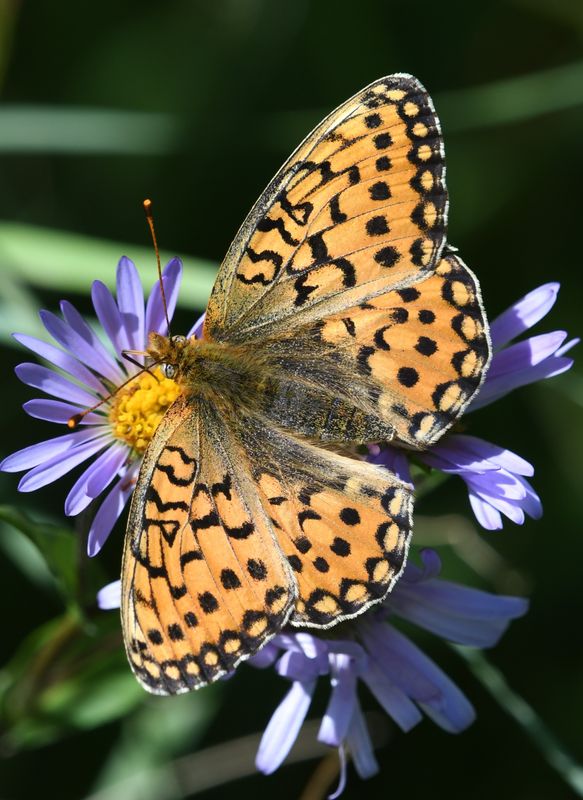Mormon Fritillary: Speyeria mormonia