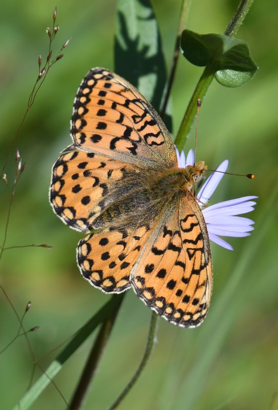Mormon Fritillary: Speyeria mormonia