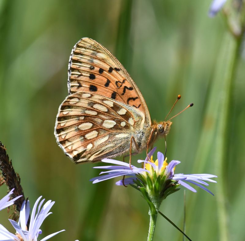Mormon Fritillary: Speyeria mormonia
