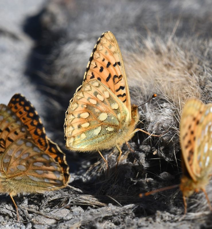 Mormon Fritillary: Speyeria mormonia