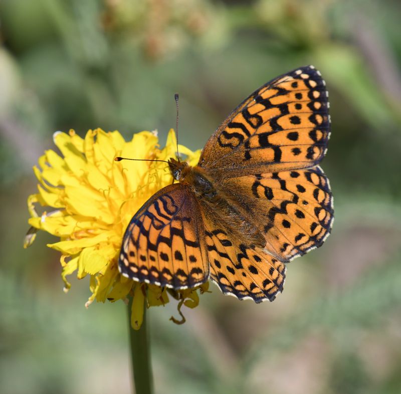 Northwestern Fritillary: Speyeria hesperis