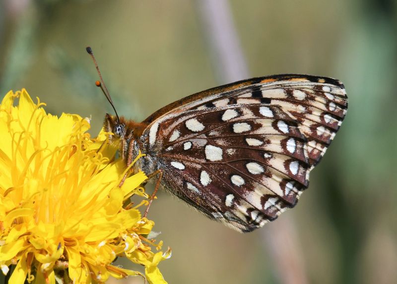Northwestern Fritillary: Speyeria hesperis