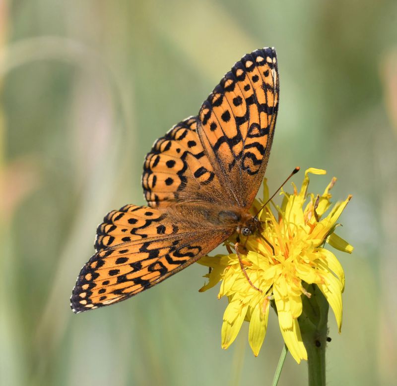 Northwestern Fritillary: Speyeria hesperis
