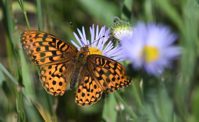 Northwestern Fritillary: Speyeria hesperis