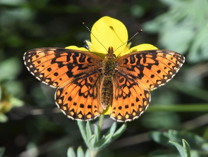 Silver-bordered Fritillary: Boloria myrina