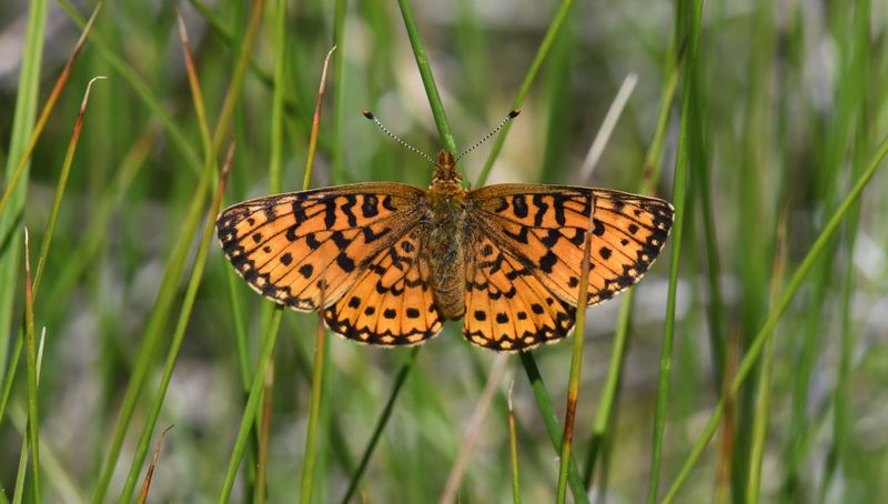 Silver-bordered Fritillary: Boloria myrina