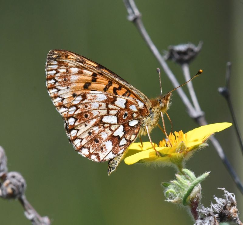 Silver-bordered Fritillary: Boloria myrina