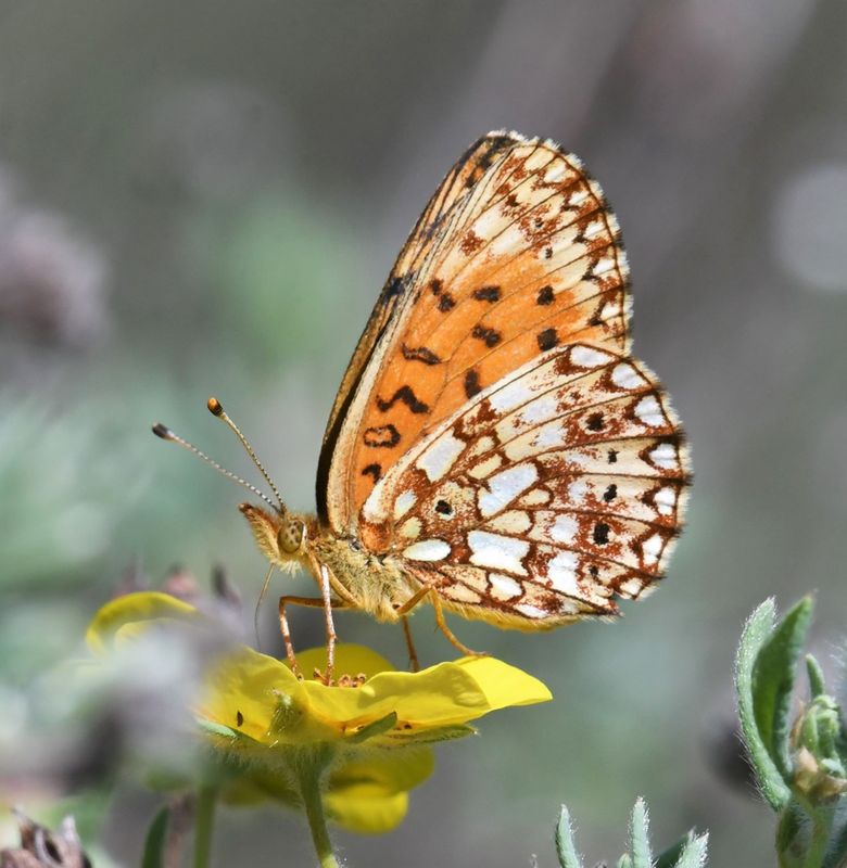Silver-bordered Fritillary: Boloria myrina