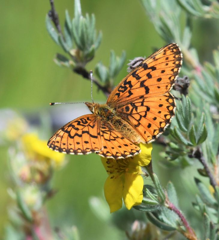 Silver-bordered Fritillary: Boloria myrina
