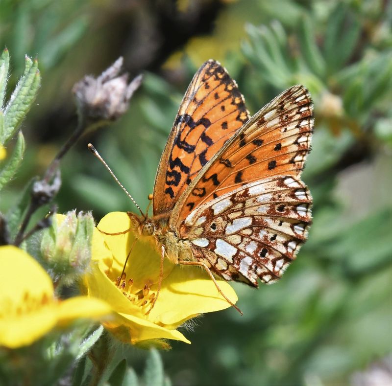 Silver-bordered Fritillary: Boloria myrina