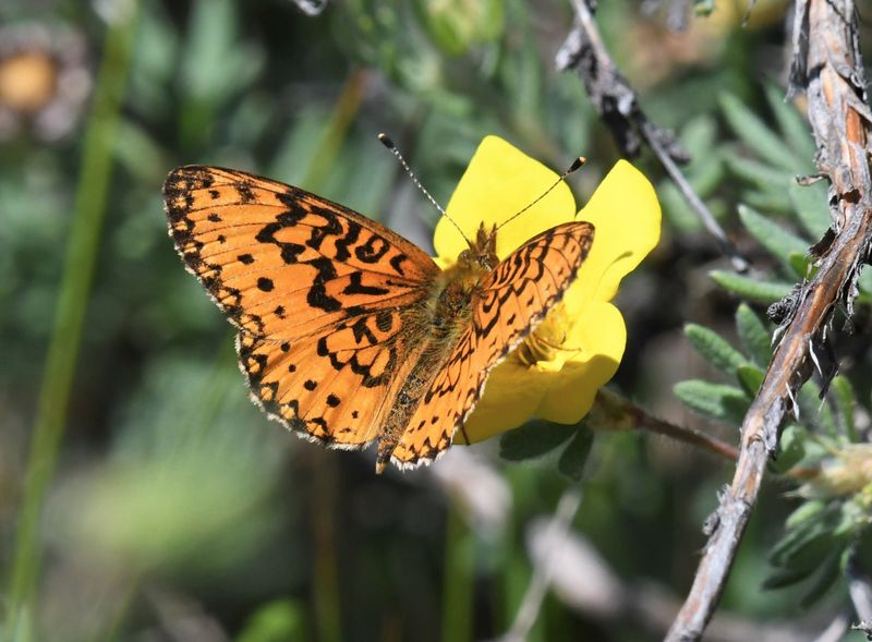 Silver-bordered Fritillary: Boloria myrina