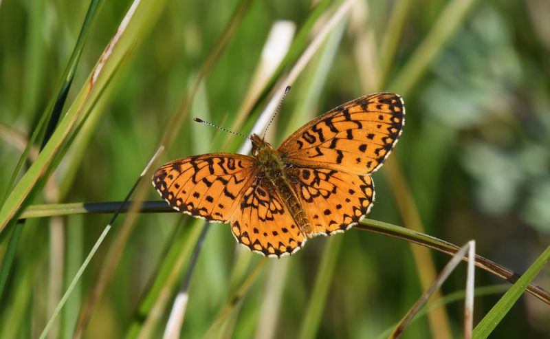 Silver-bordered Fritillary: Boloria myrina