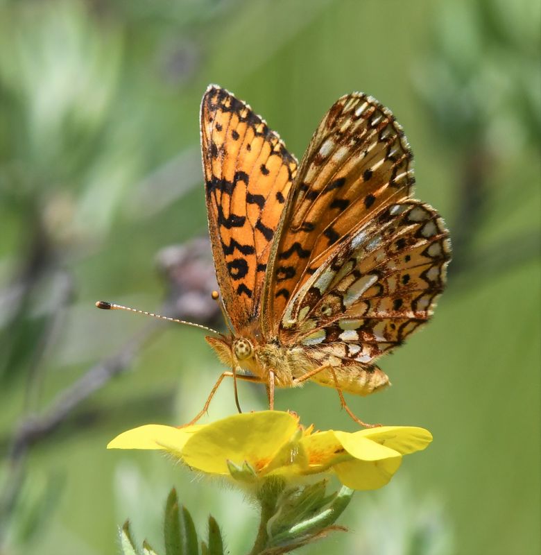 Silver-bordered Fritillary: Boloria myrina
