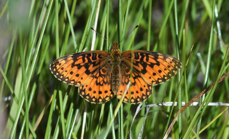 Silver-bordered Fritillary: Boloria myrina