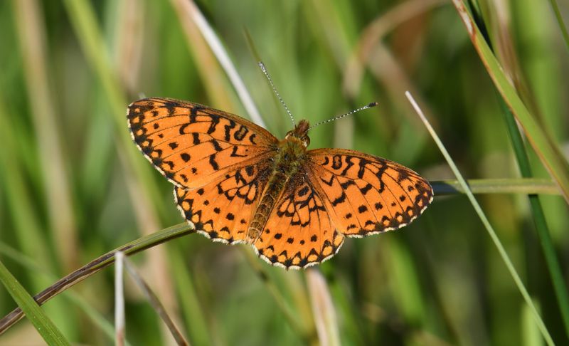 Silver-bordered Fritillary: Boloria myrina