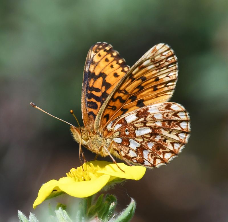 Silver-bordered Fritillary: Boloria myrina