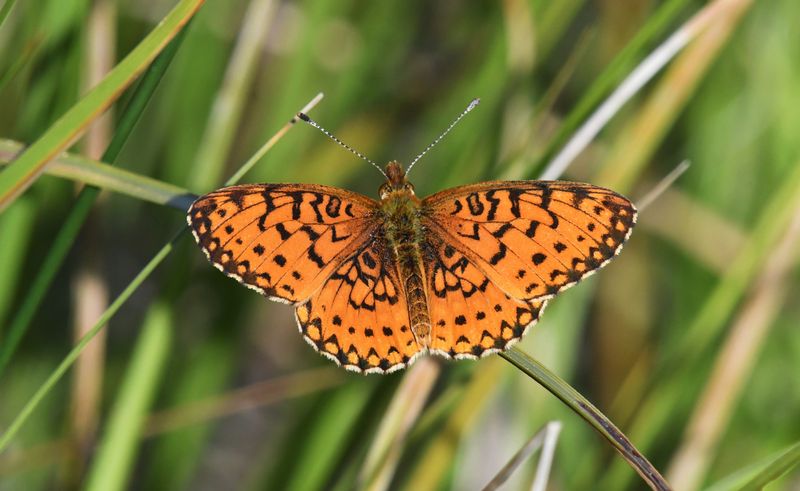 Silver-bordered Fritillary: Boloria myrina