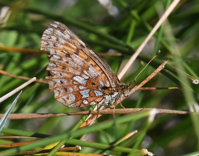 Silver-bordered Fritillary: Boloria myrina