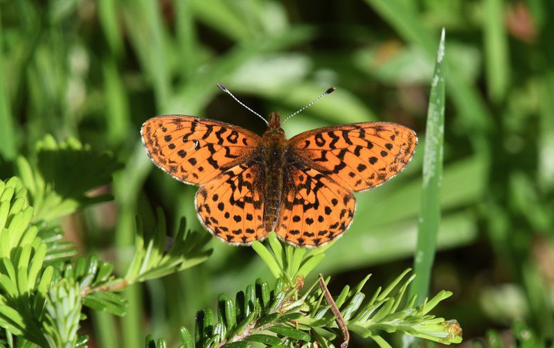 Western Meadow Fritillary: Boloria epithore