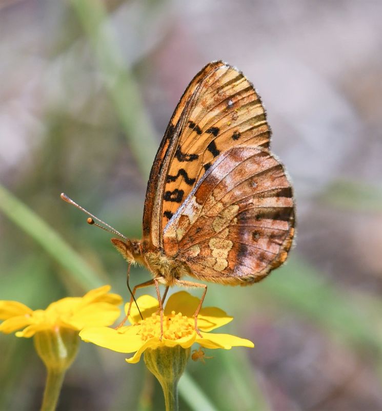Western Meadow Fritillary: Boloria epithore