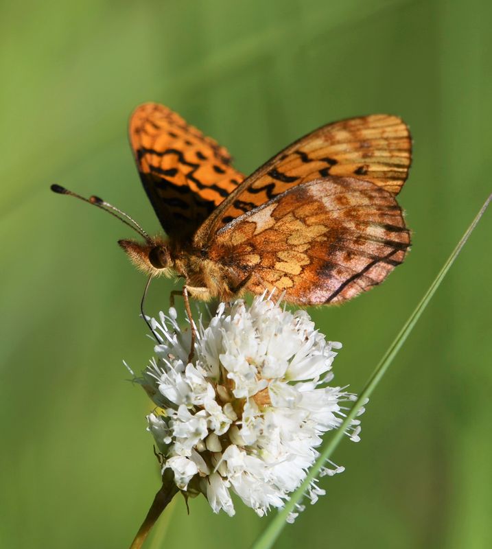 Western Meadow Fritillary: Boloria epithore
