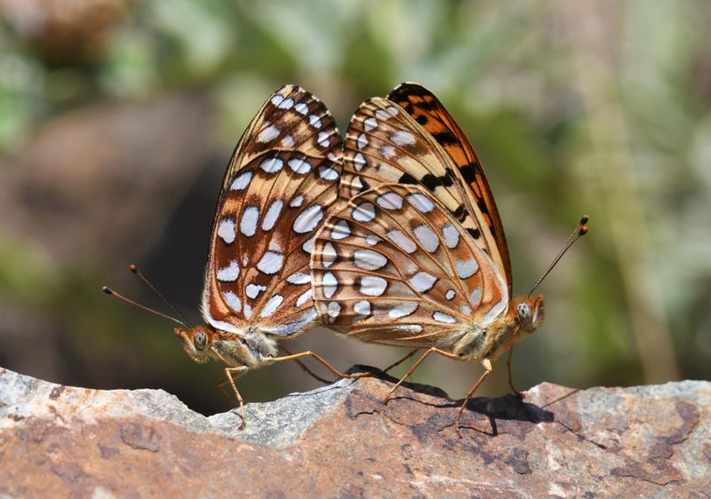 Zerene Fritillary: Speyeria zerene