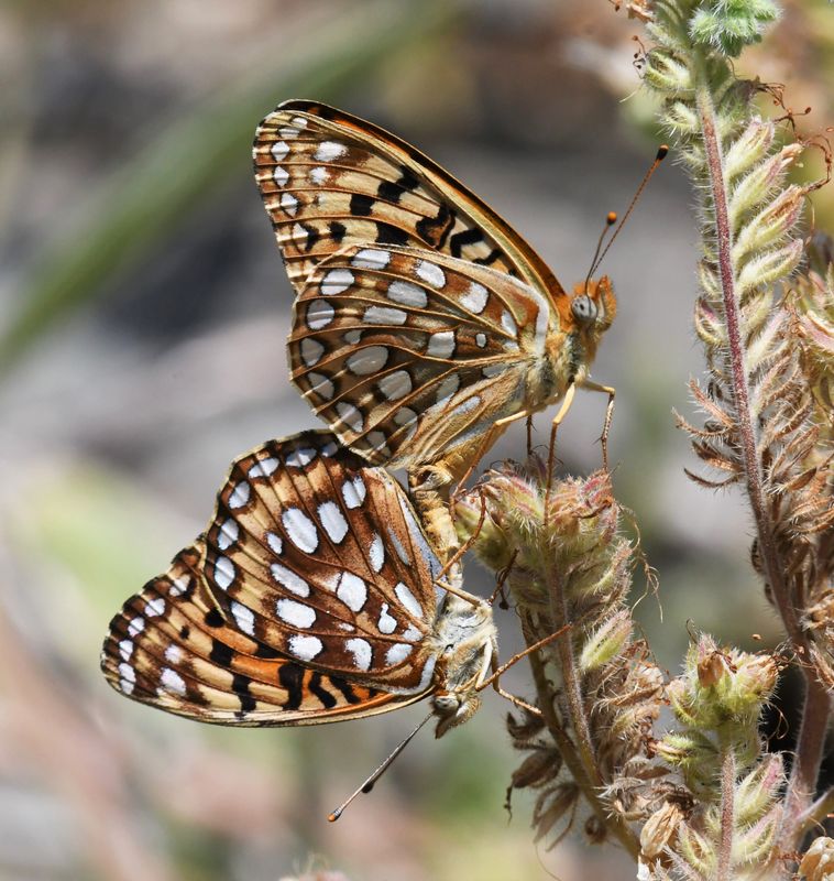 Zerene Fritillary: Speyeria zerene